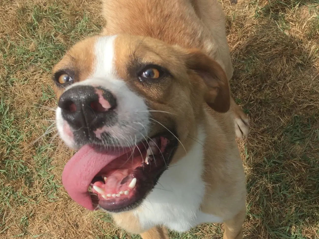 Vuoi adottare un cane a Latina?