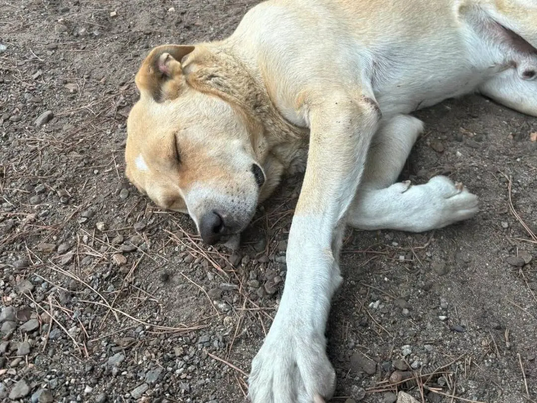 Foto 2 dell'animale