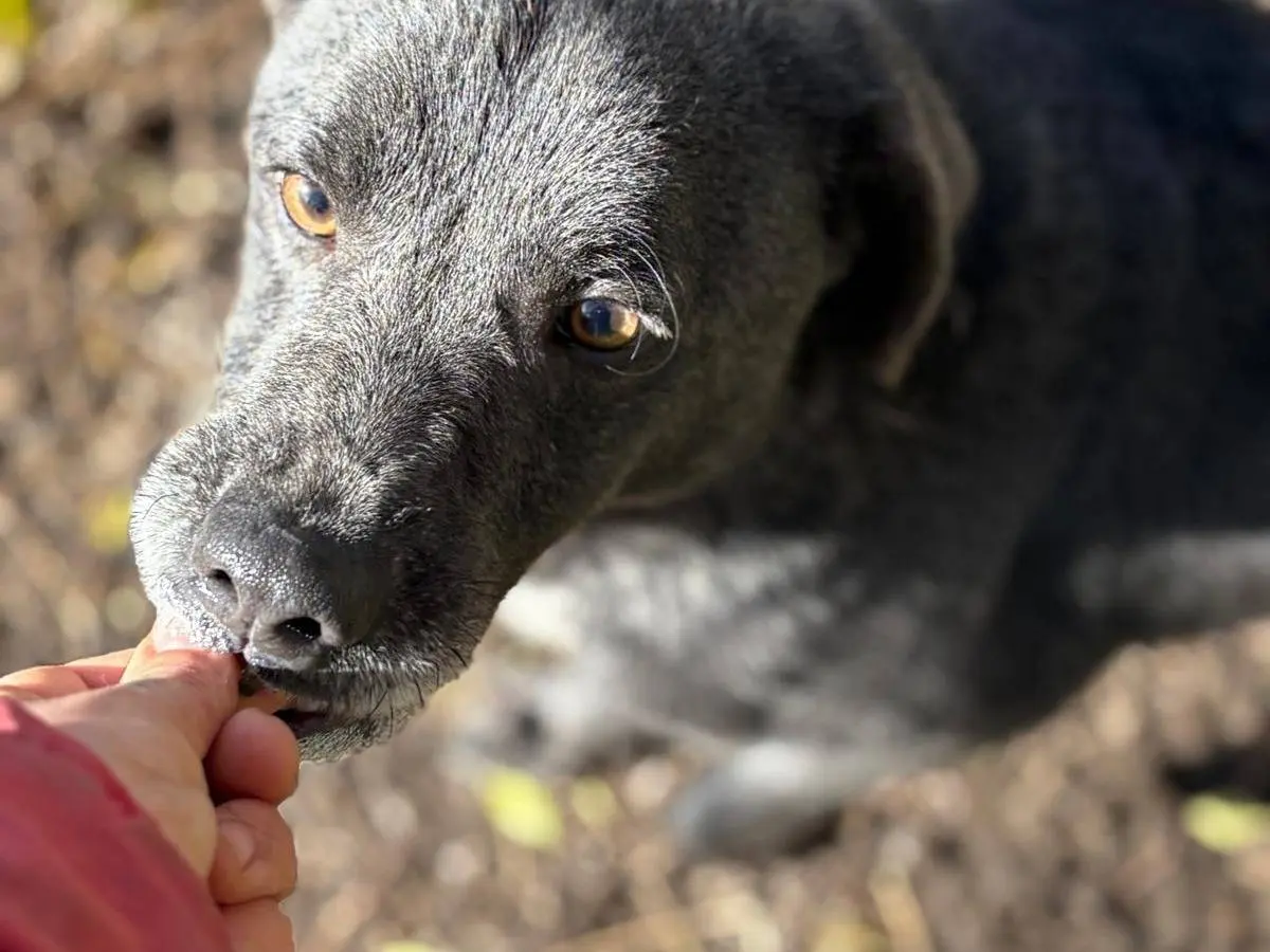 Adotta un cane, maschio, 4 anni e 5 mesi, Latina