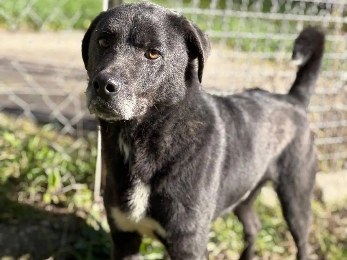 Adozione cane, maschio, Razza sconosciuta Razza sconosciuta, 4 anni e 5 mesi, taglia media, Latina