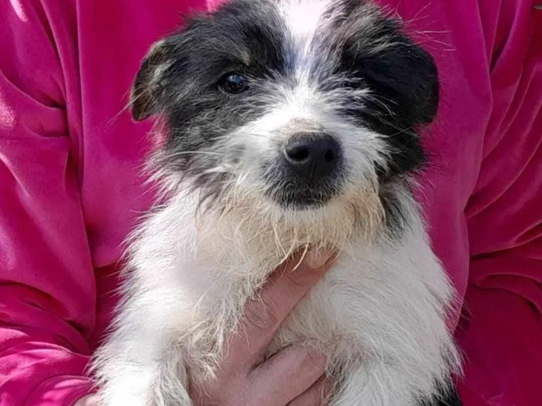 Adozione cane, maschio, meticcio, 3 anni e 5 mesi, taglia piccola, Catania
