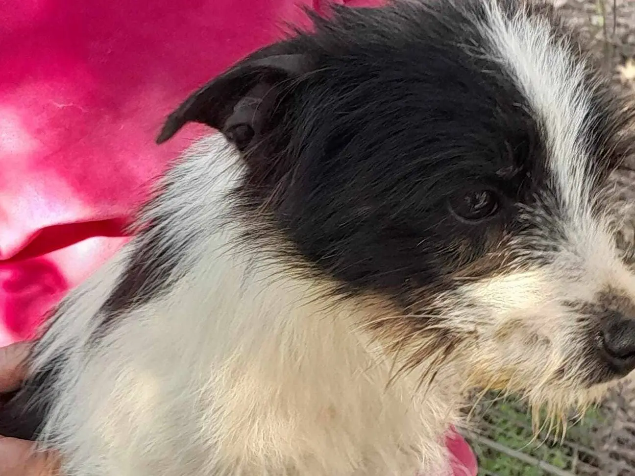 Adotta un cane, taglia piccola, maschio, Catania