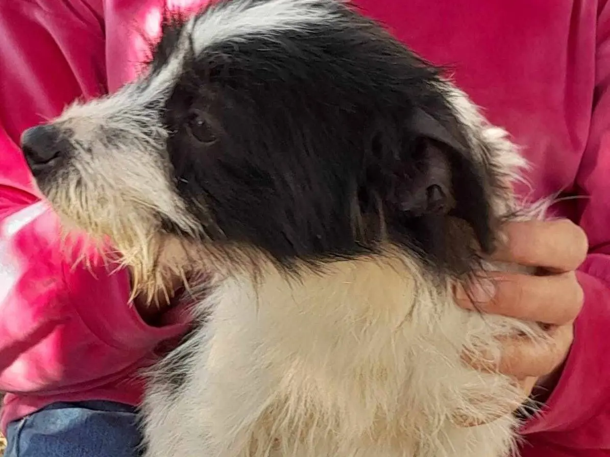 Adotta un cane, maschio, 3 anni e 5 mesi, Catania
