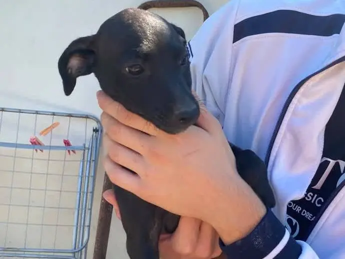 Adotta un cane, femmina, 3 mesi, Padova