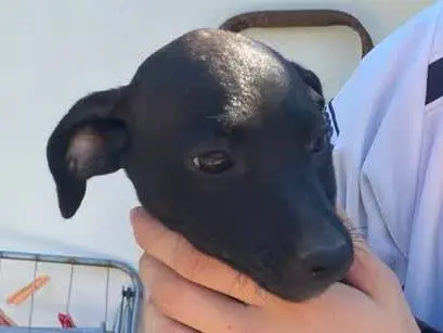 Adozione cane, femmina, Pinscher Razza sconosciuta, 3 mesi, taglia piccola, Padova