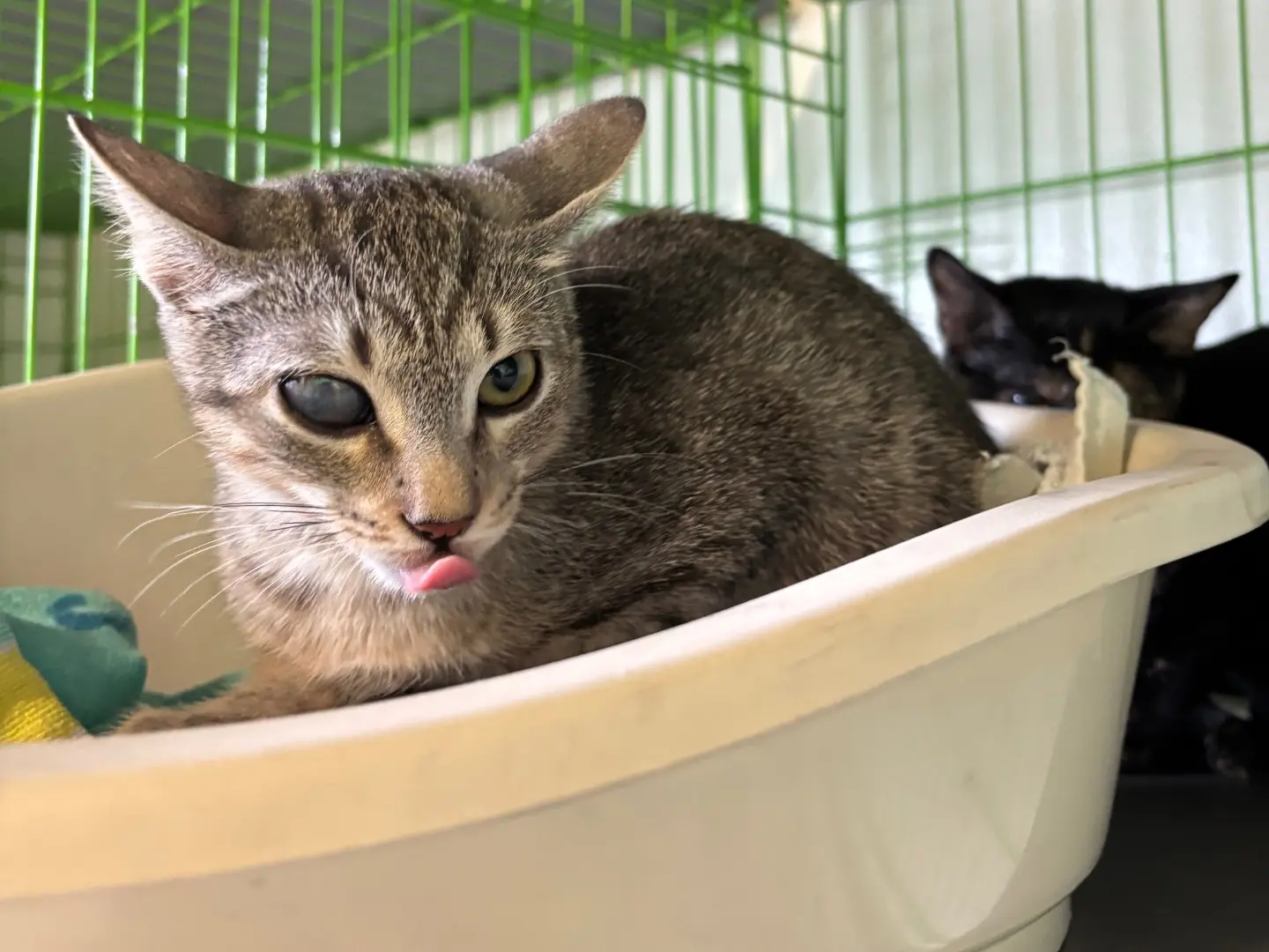 Adozione gatto, femmina, Razza sconosciuta Razza sconosciuta, 5 mesi, taglia non valida, Brescia