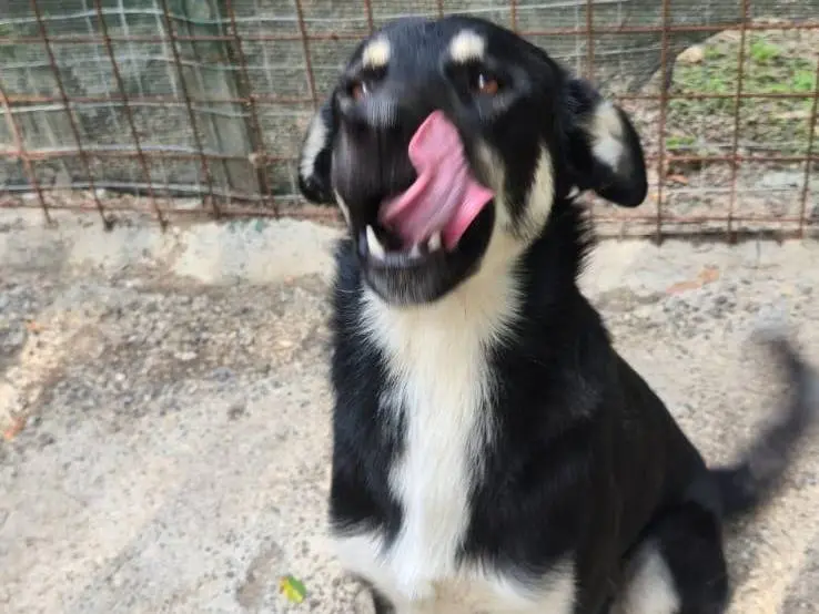 Vuoi adottare un cane a Avellino?