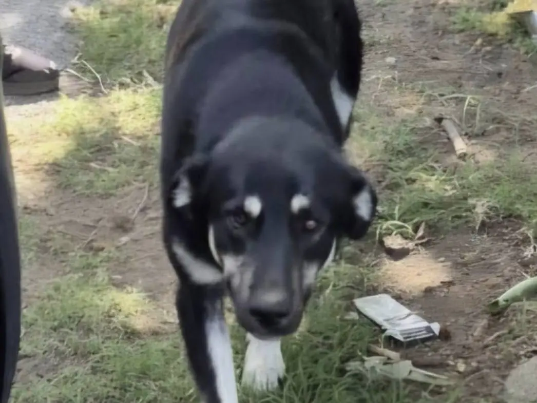 Adotta un cane, maschio, 3 anni e 1 mese, Avellino