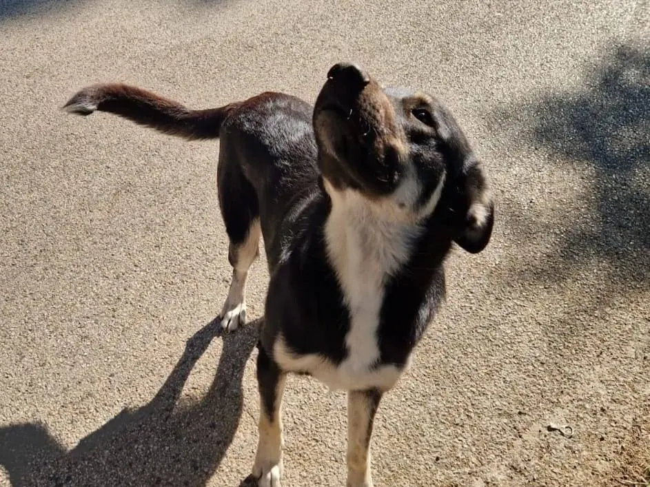 Adozione cane, maschio, Razza sconosciuta Razza sconosciuta, 3 anni e 1 mese, taglia media, Avellino