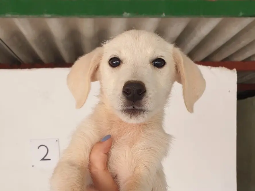 Adozione cane, femmina, Razza sconosciuta Razza sconosciuta, 1 anno e 5 mesi, taglia media contenuta, Bologna