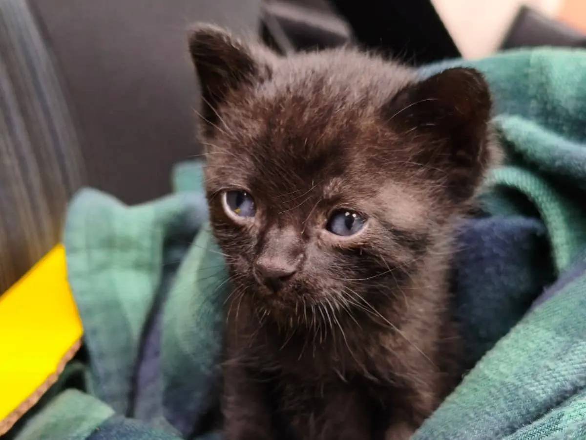 Adotta un gatto, maschio, 2 mesi, Napoli