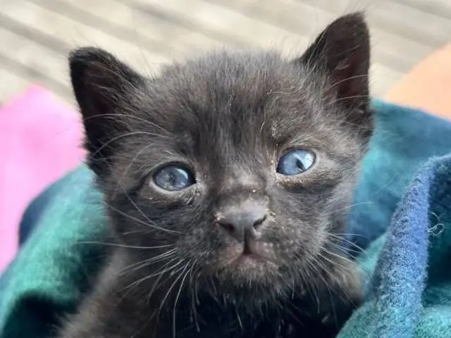 Adozione gatto, maschio, Razza sconosciuta Razza sconosciuta, 2 mesi, taglia non valida, Napoli