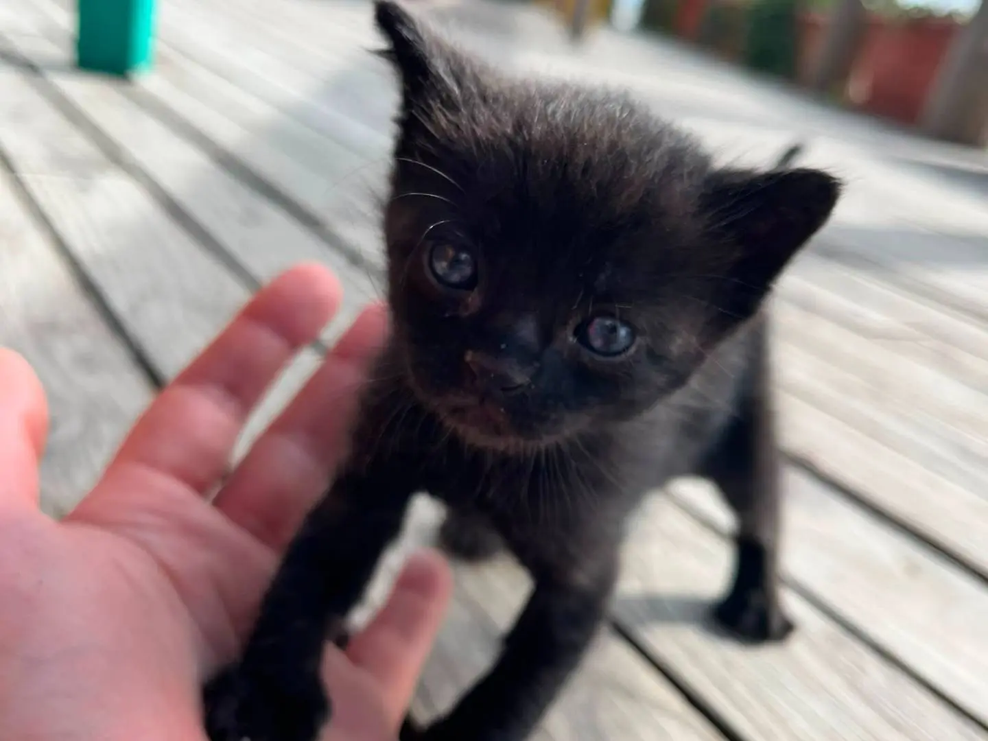 Adotta un gatto, taglia non valida, maschio, Napoli