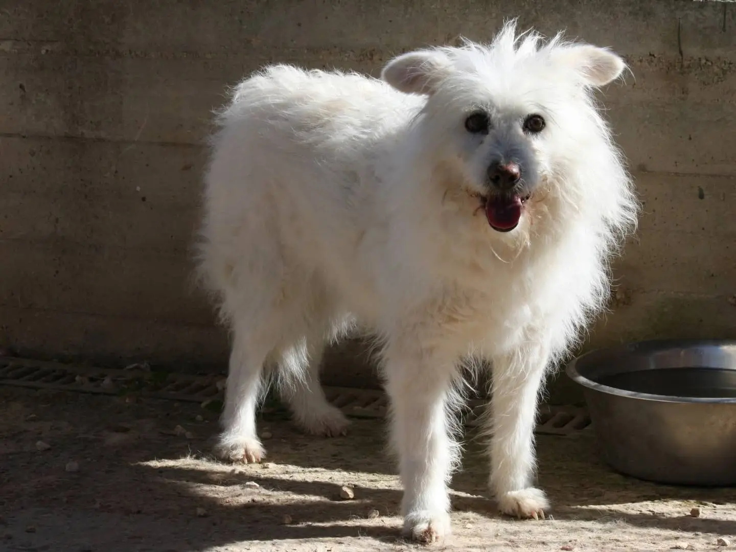 Adotta il cane Neve a Bari