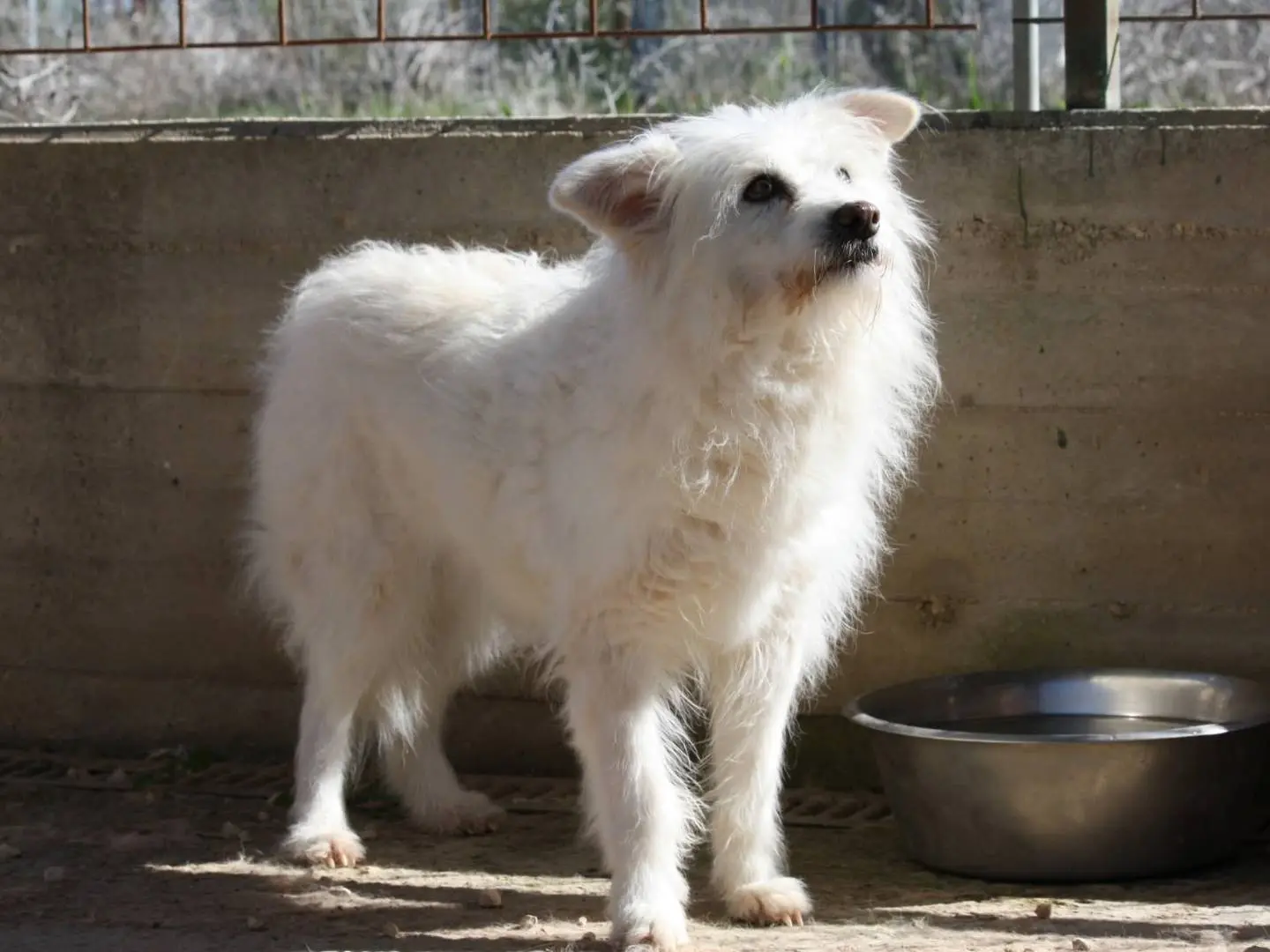 Vuoi adottare un cane a Bari?