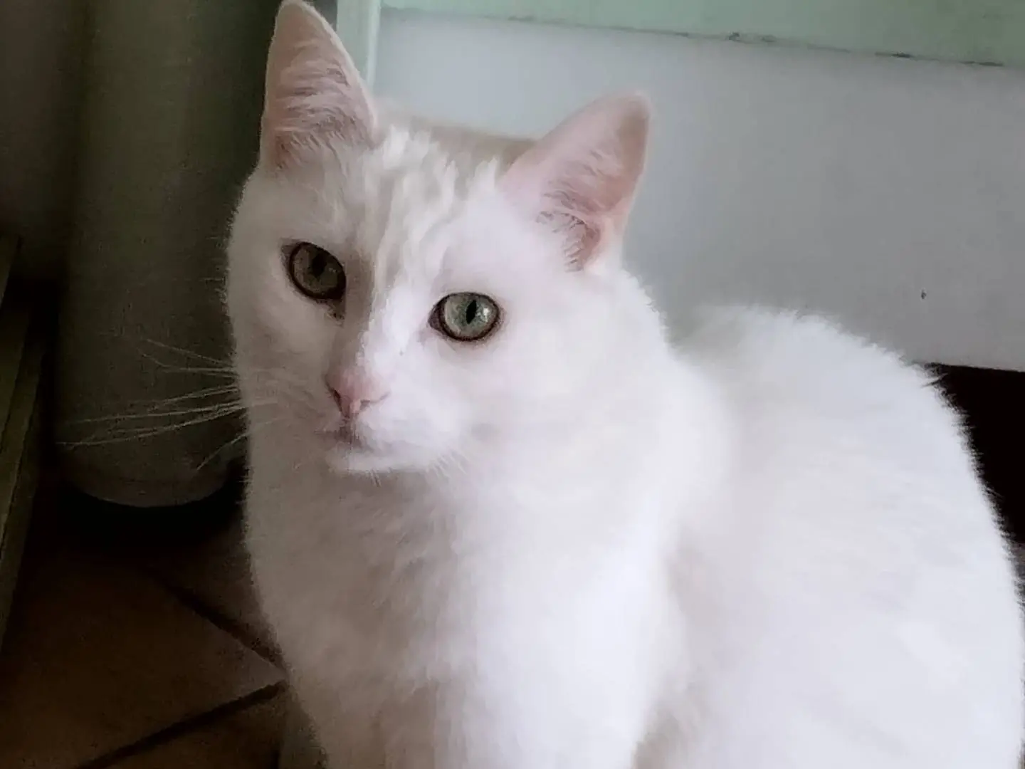Adozione gatto, femmina, Razza sconosciuta Razza sconosciuta, 7 anni e 8 mesi, taglia non valida, Parma