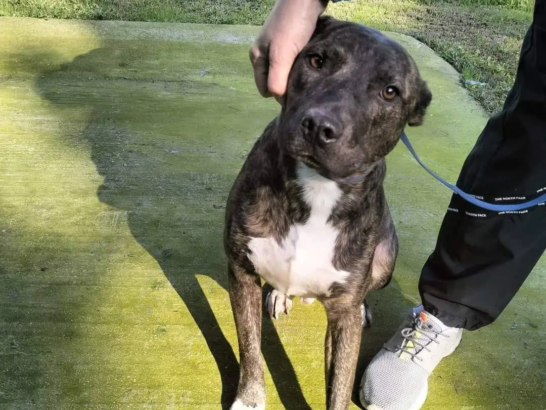 Adozione cane, maschio, Amstaff Razza sconosciuta, 3 anni e 9 mesi, taglia media, Frosinone