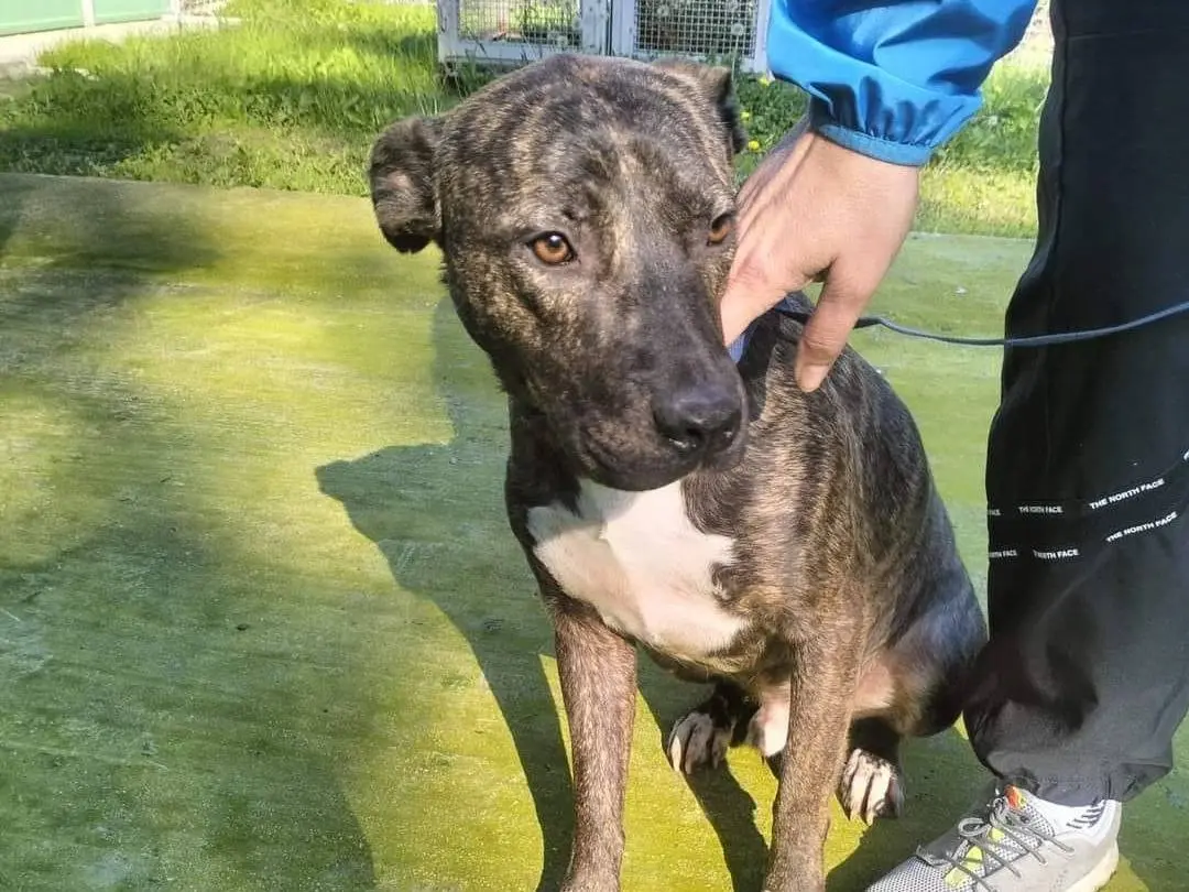Adotta un cane, maschio, 3 anni e 9 mesi, Frosinone