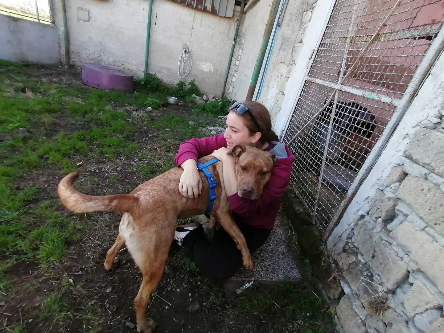 Adotta il cane SAHELI a Caserta