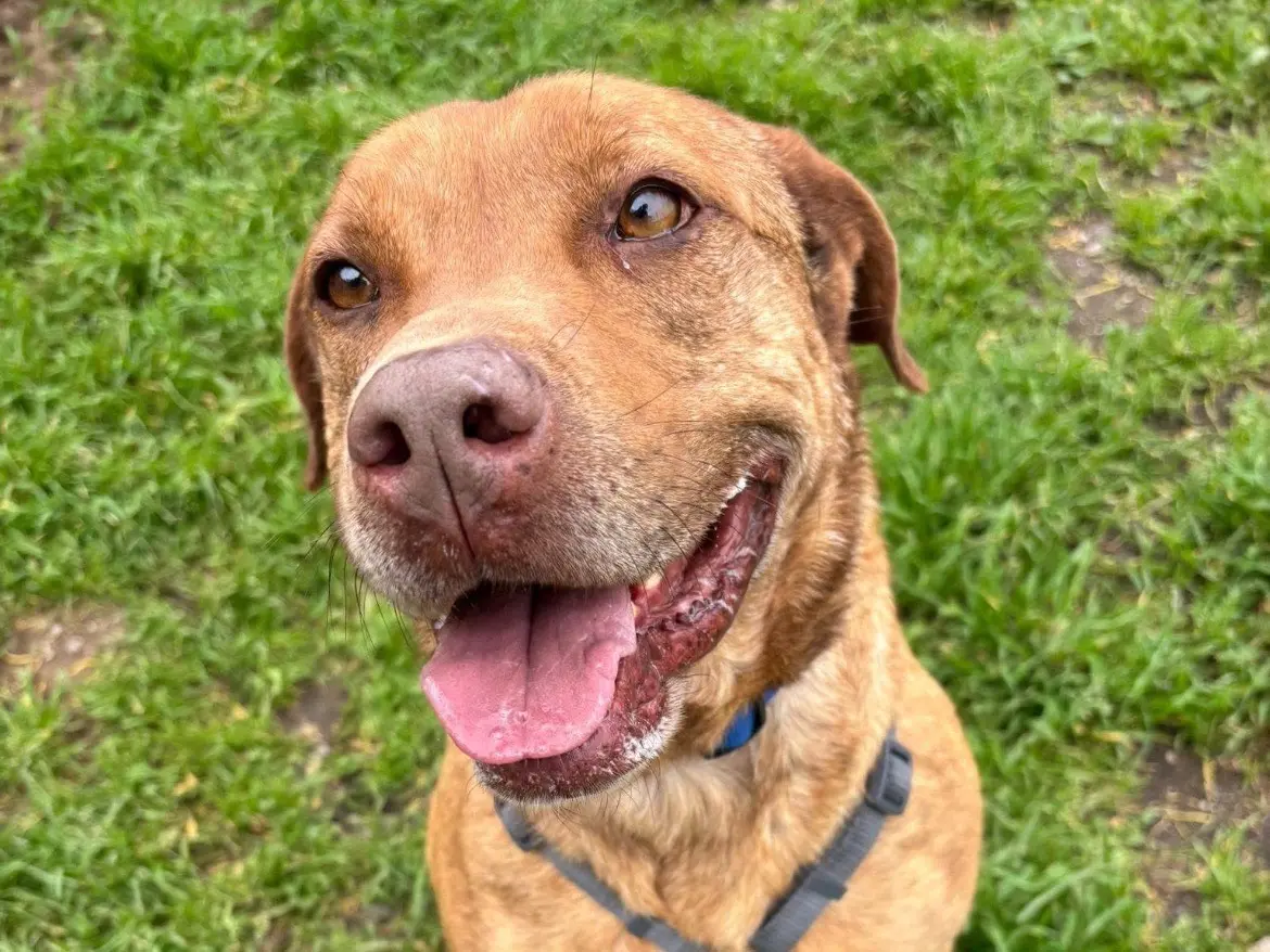 Adozione cane, femmina, Amstaff Razza sconosciuta, 6 anni e 7 mesi, taglia media, Caserta