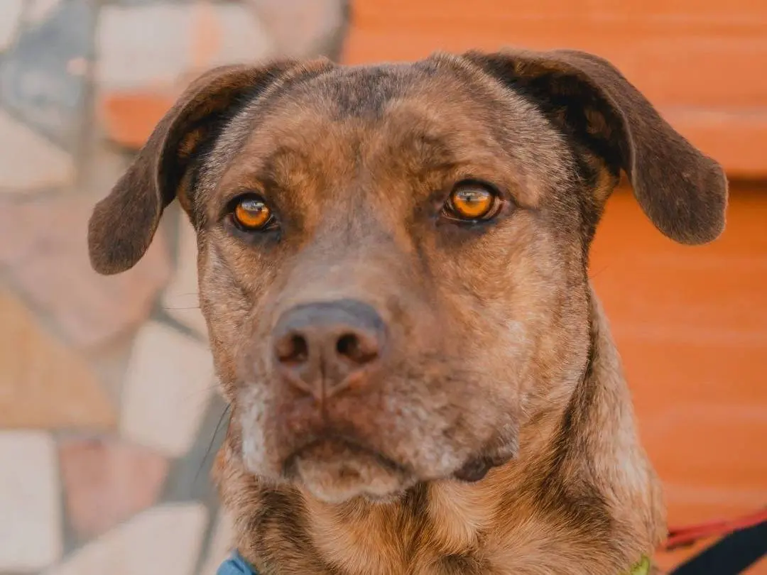 Adotta un cane, taglia media, femmina, Caserta