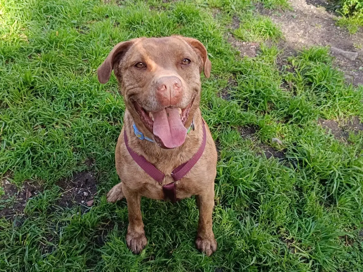Adotta un cane, femmina, 6 anni e 7 mesi, Caserta