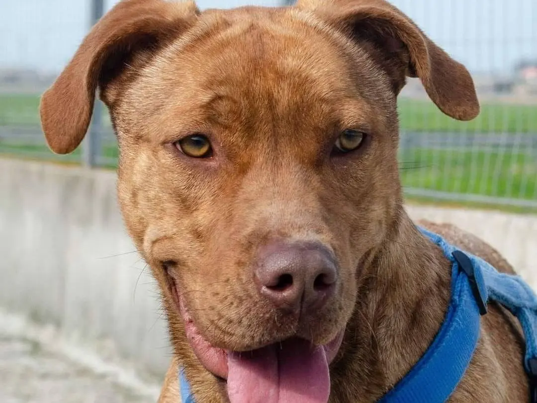 Vuoi adottare un cane a Caserta?
