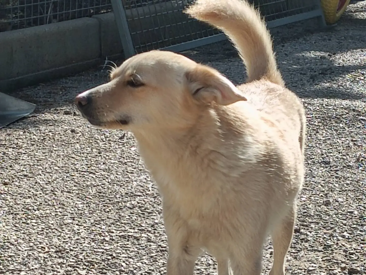 Adotta un cane, taglia piccola, maschio, Potenza