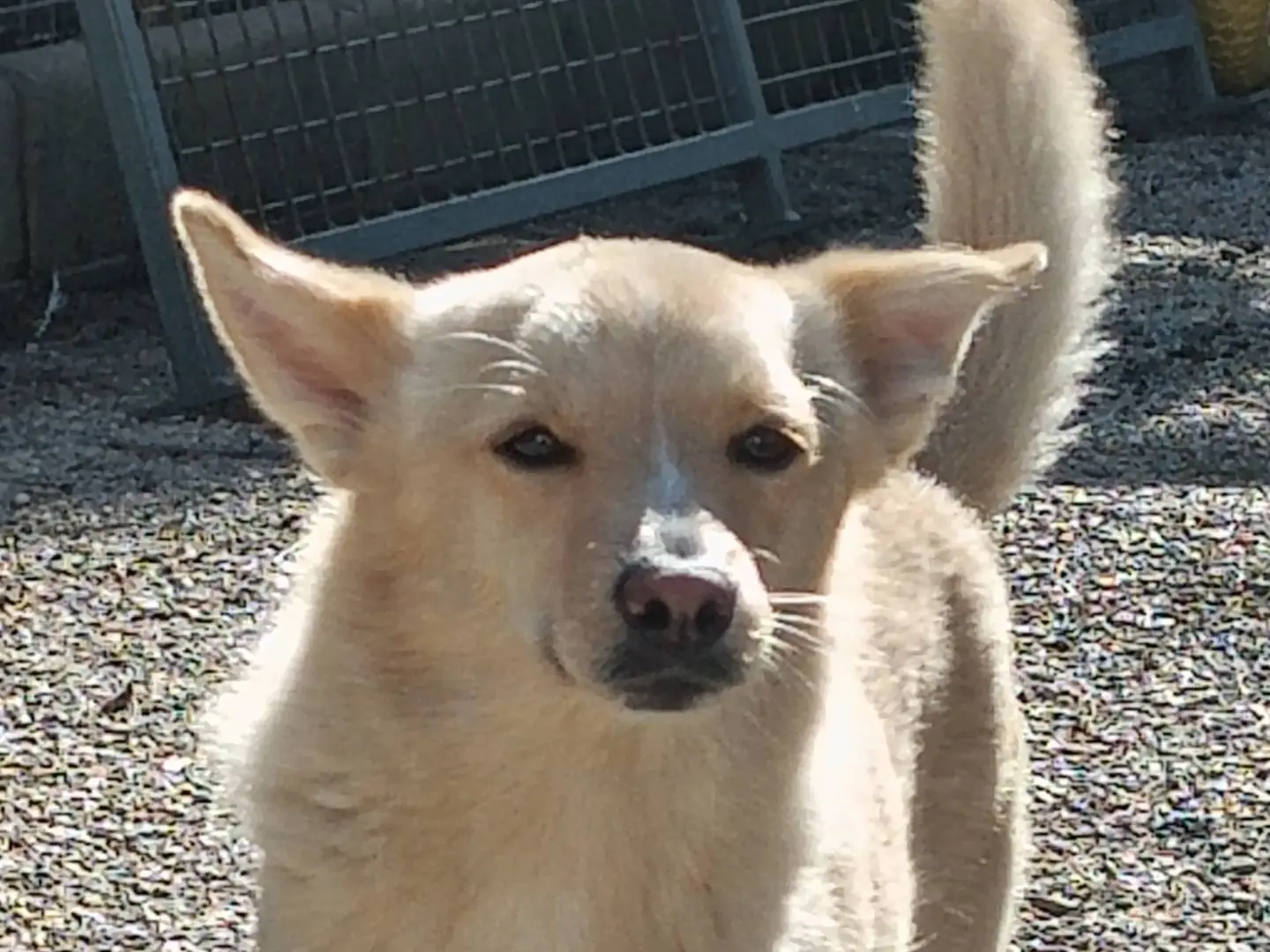 Adozione cane, maschio, Razza sconosciuta Razza sconosciuta, 5 anni e 9 mesi, taglia piccola, Potenza