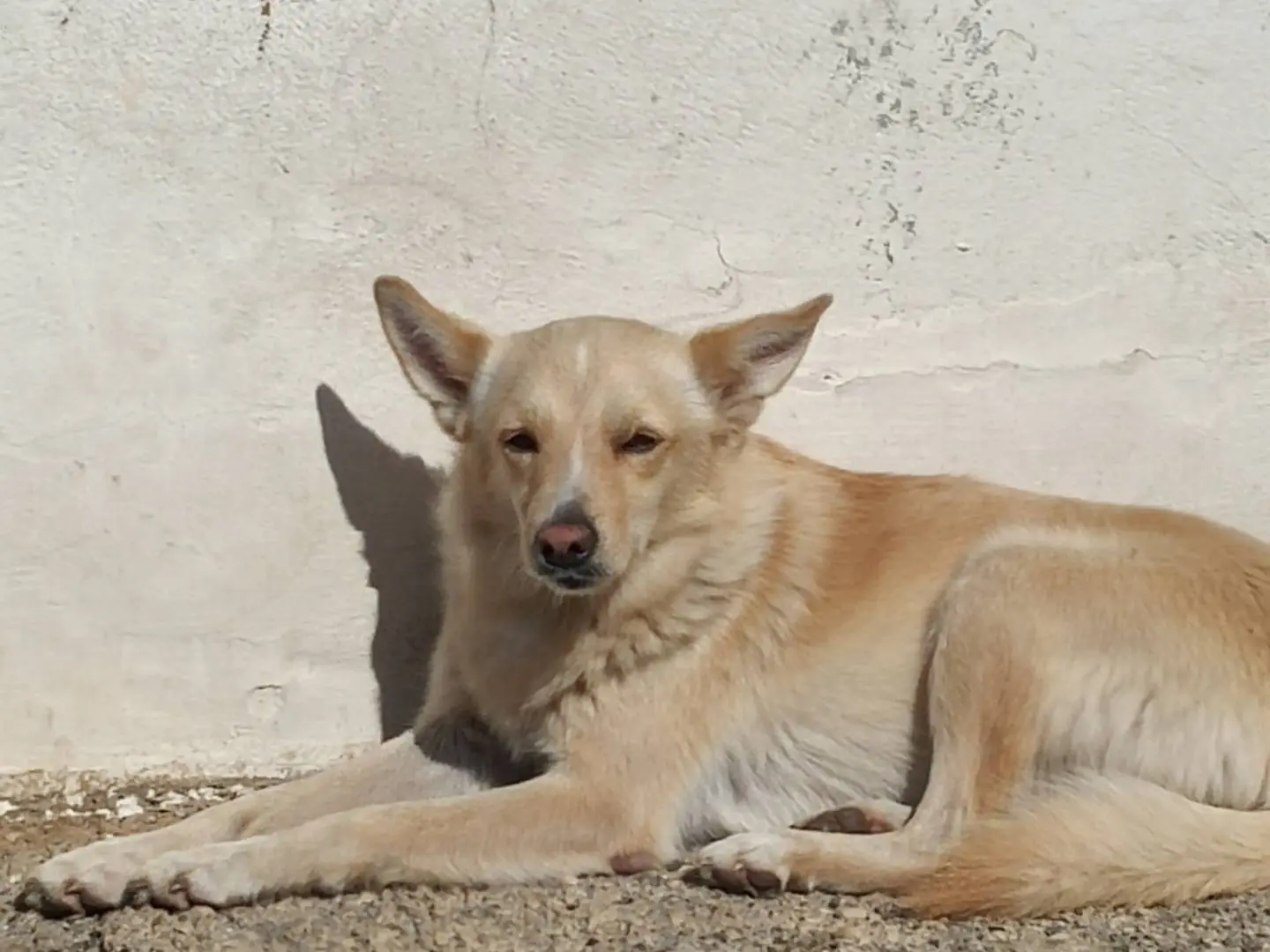 Adotta un cane, maschio, 5 anni e 9 mesi, Potenza