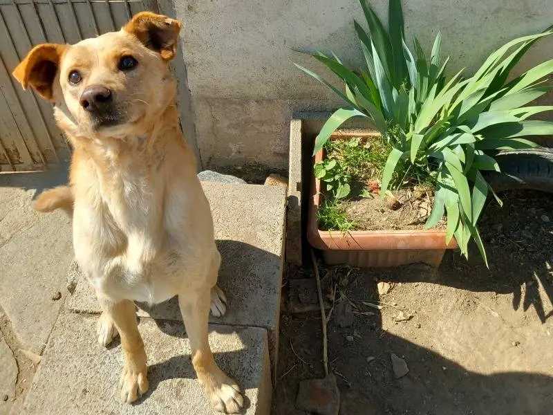 Adozione cane, maschio, Razza sconosciuta Labrador Retriever, 10 anni e 8 mesi, taglia media, Torino