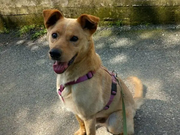Adotta un cane, maschio, 10 anni e 8 mesi, Torino