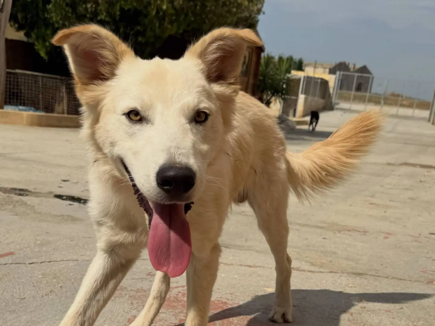 Vuoi adottare un cane a Matera?
