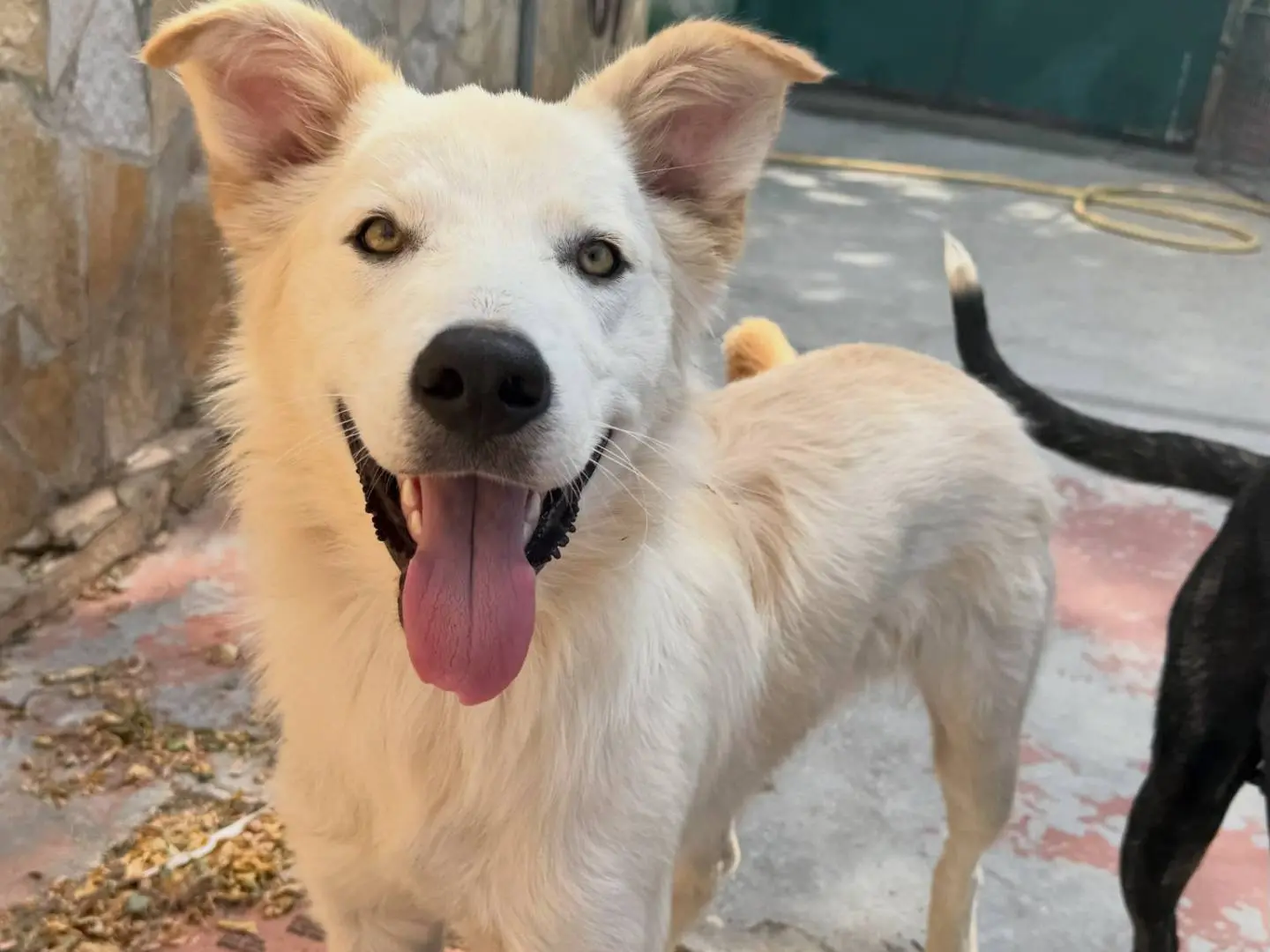 Adozione cane, maschio, Razza sconosciuta Razza sconosciuta, 11 mesi, taglia media, Matera