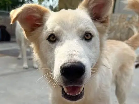 Adotta un cane, taglia media, maschio, Matera