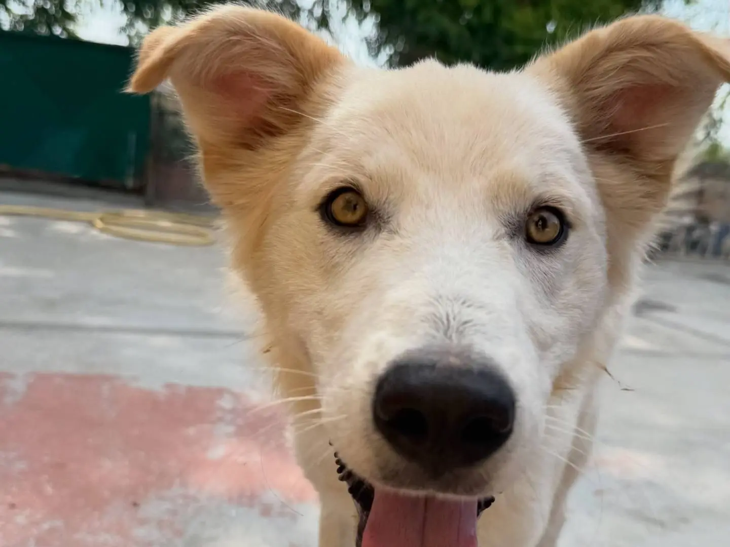 Adotta un cane, maschio, 11 mesi, Matera