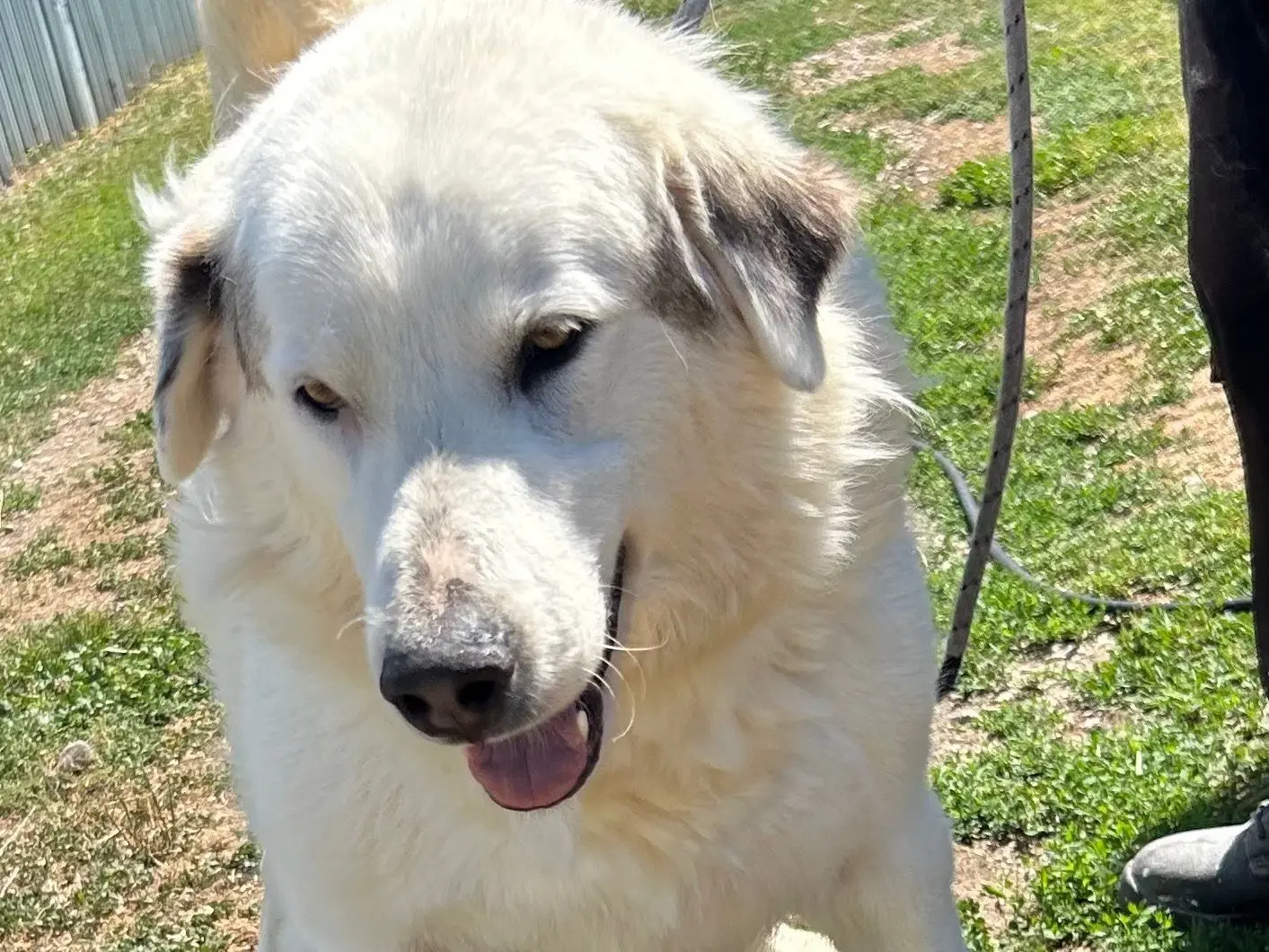 Adotta un cane, taglia grande, maschio, Napoli