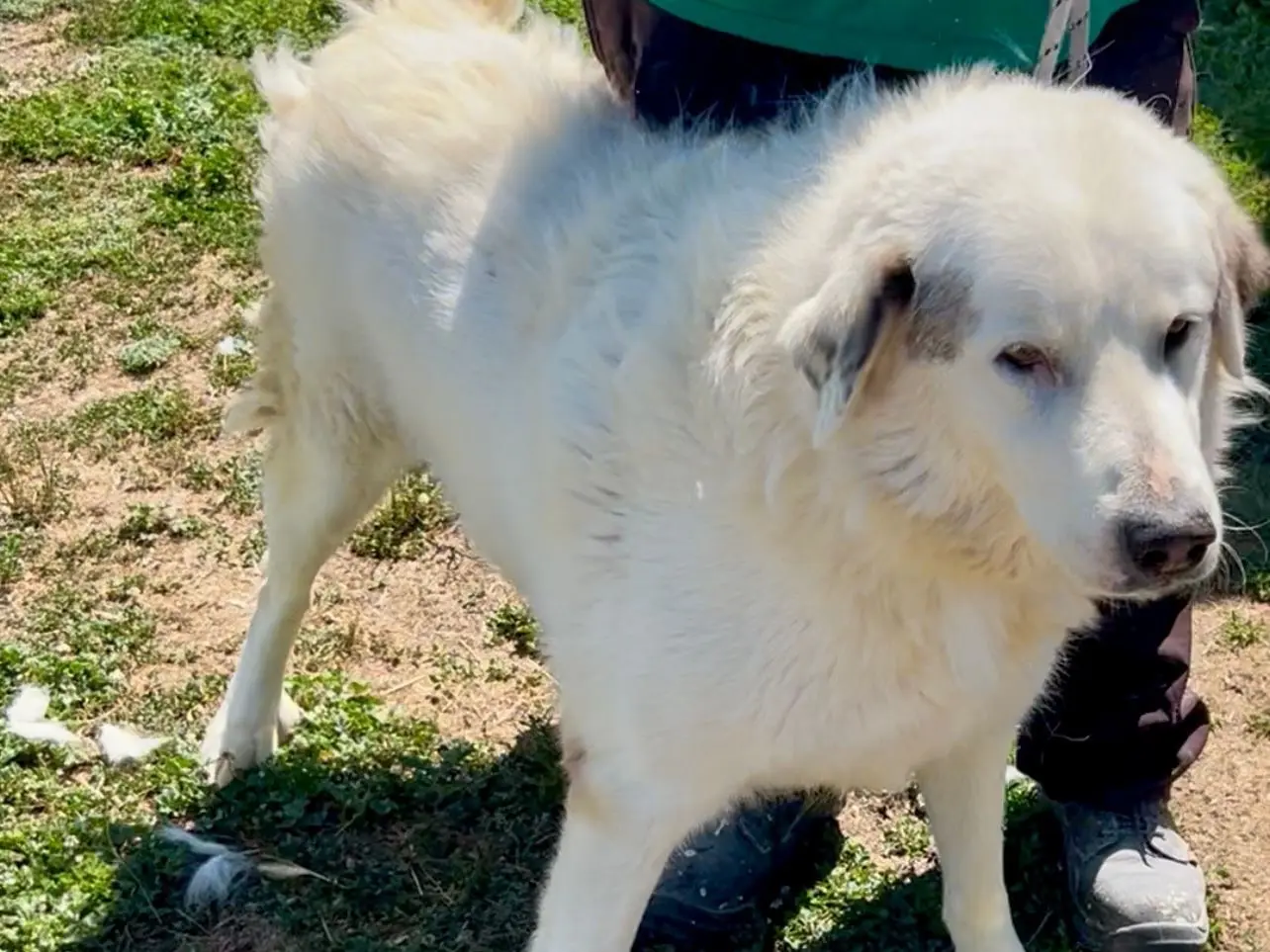 Adotta un cane, maschio, 6 anni e 3 mesi, Napoli