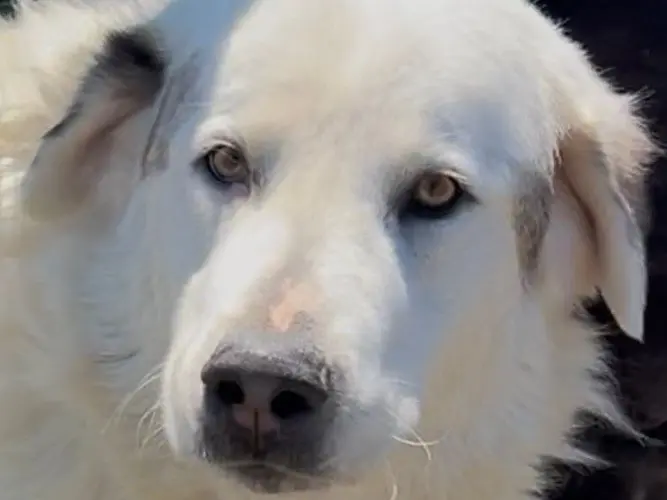 Adozione cane, maschio, Razza sconosciuta Razza sconosciuta, 6 anni e 3 mesi, taglia grande, Napoli