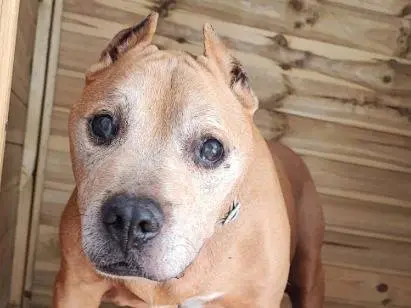 Adotta un cane, taglia piccola, maschio, Napoli