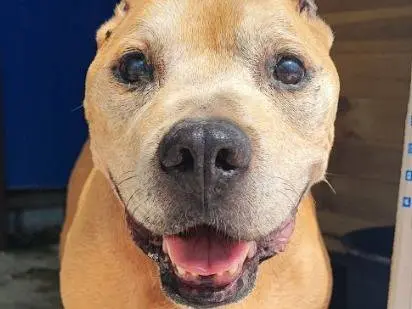 Adozione cane, maschio, Razza sconosciuta Razza sconosciuta, 15 anni e 10 mesi, taglia piccola, Napoli