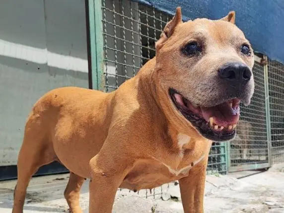 Adotta un cane, maschio, 15 anni e 10 mesi, Napoli