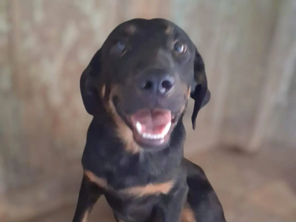 Adozione cane, maschio, Razza sconosciuta Razza sconosciuta, 7 mesi, taglia media contenuta, Avellino