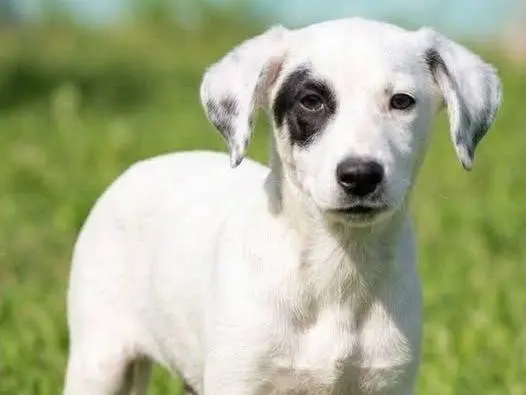 Adozione cane, maschio, Razza sconosciuta Razza sconosciuta, 4 mesi, taglia media, Crotone