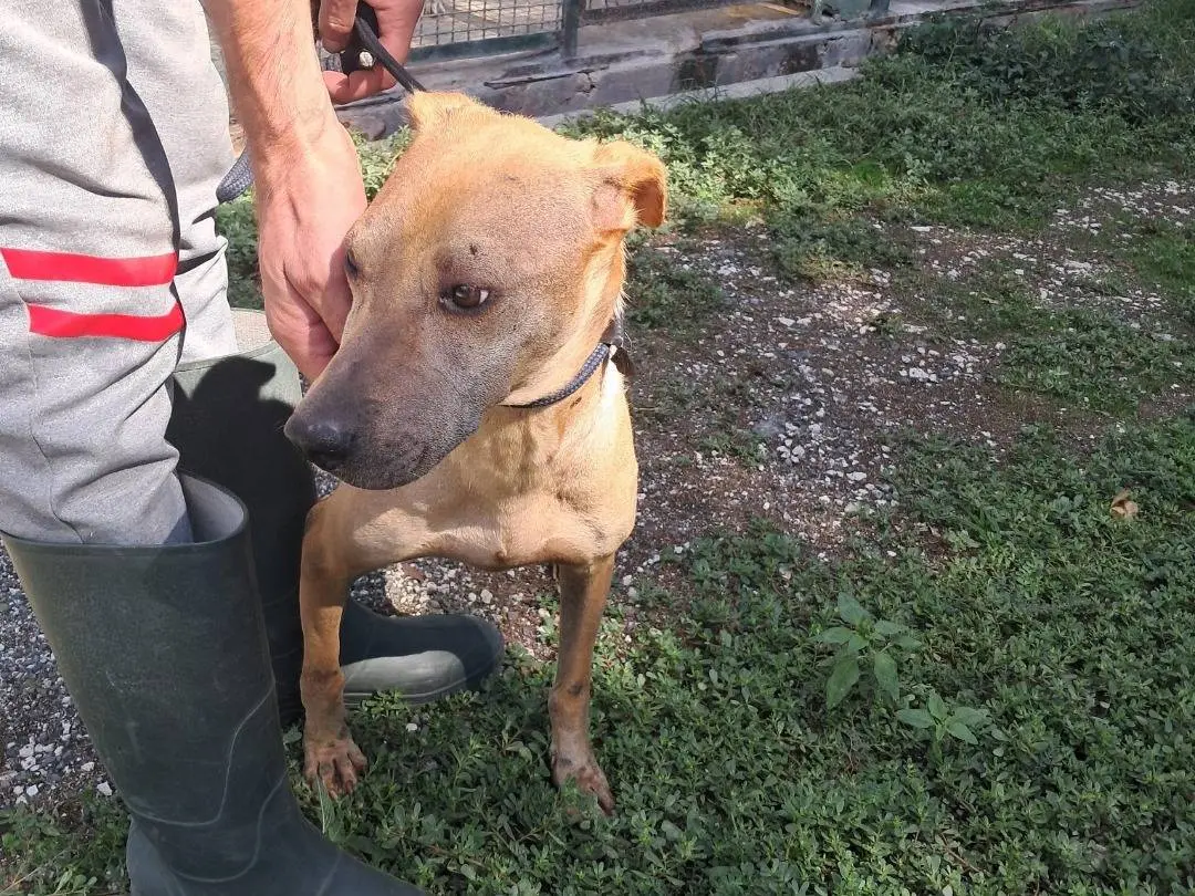 Adotta un cane, femmina, 7 anni e 11 mesi, Caserta