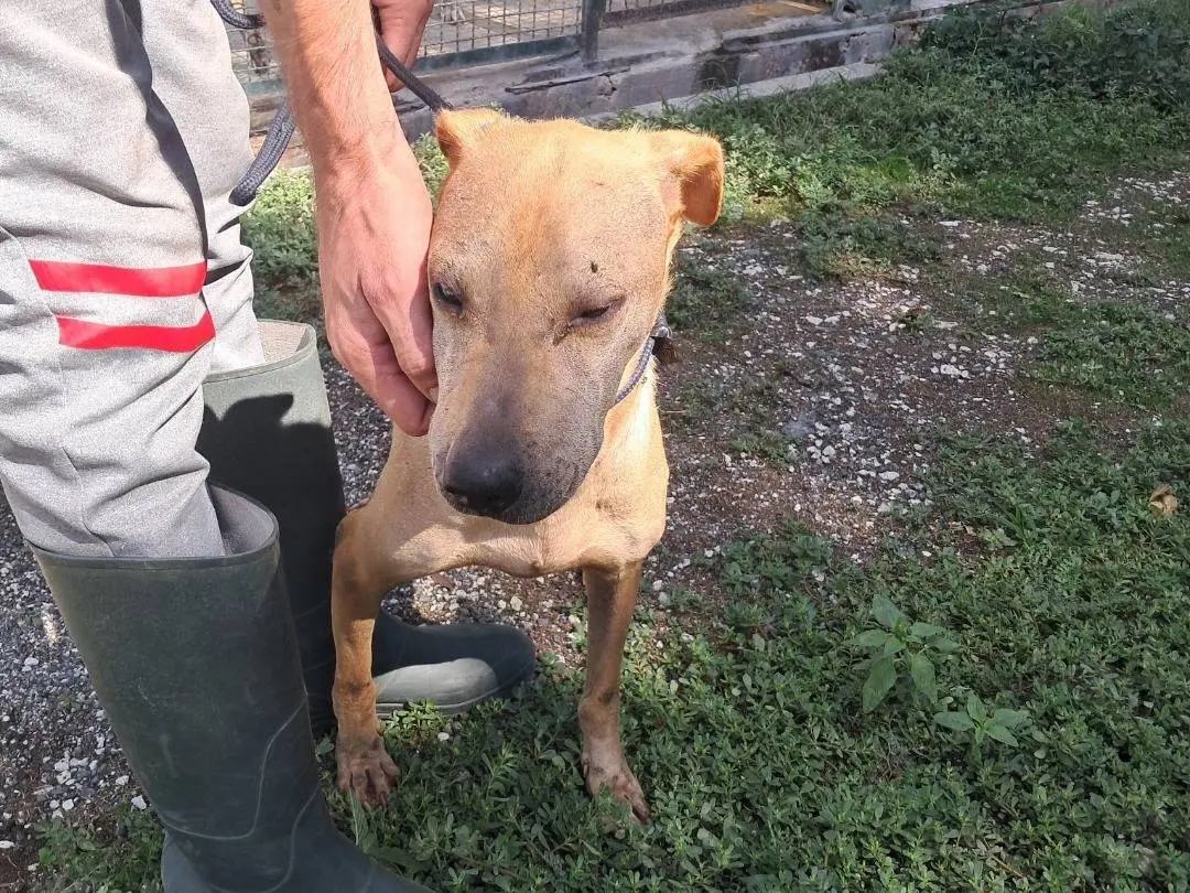 Adozione cane, femmina, Razza sconosciuta Razza sconosciuta, 7 anni e 11 mesi, taglia media, Caserta