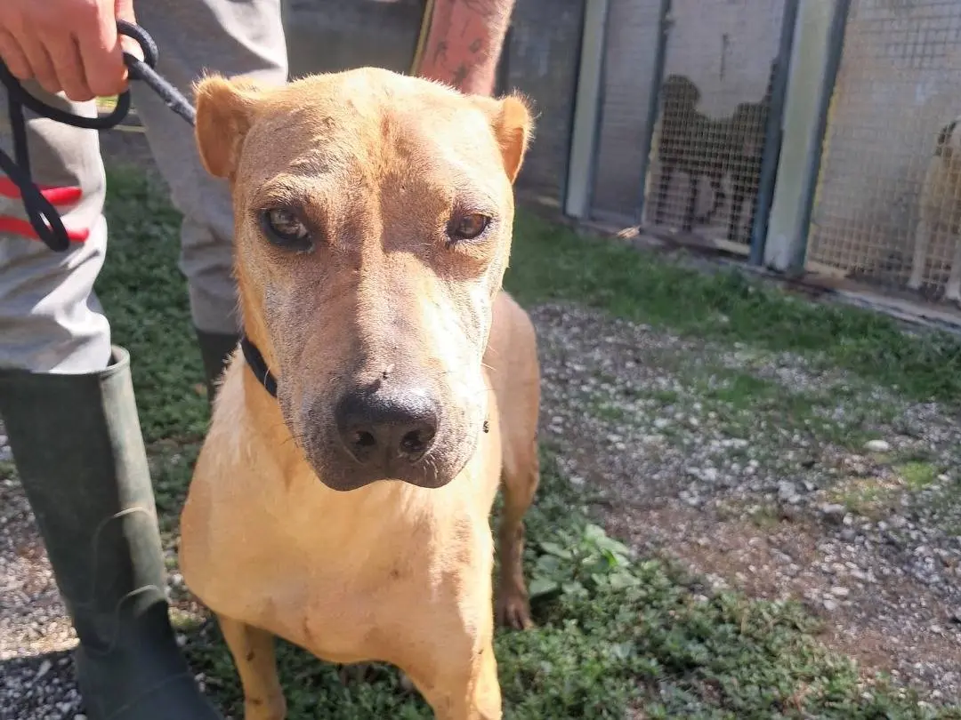 Adotta un cane, taglia media, femmina, Caserta