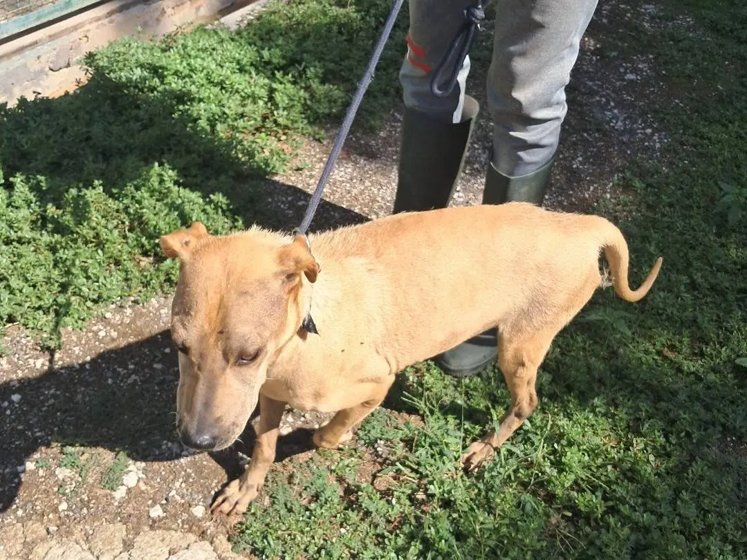 Vuoi adottare un cane a Caserta?