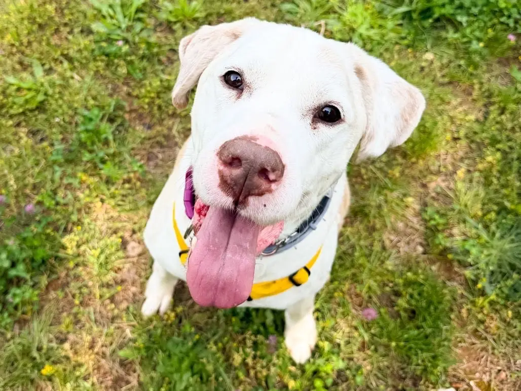 Adozione cane, maschio, Razza sconosciuta Razza sconosciuta, 12 anni e 9 mesi, taglia grande, Genova