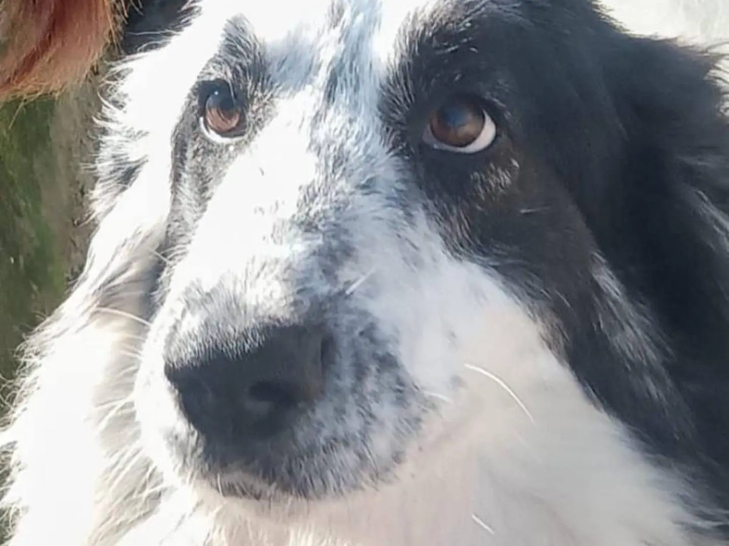 Adotta un cane, taglia grande, femmina, Latina